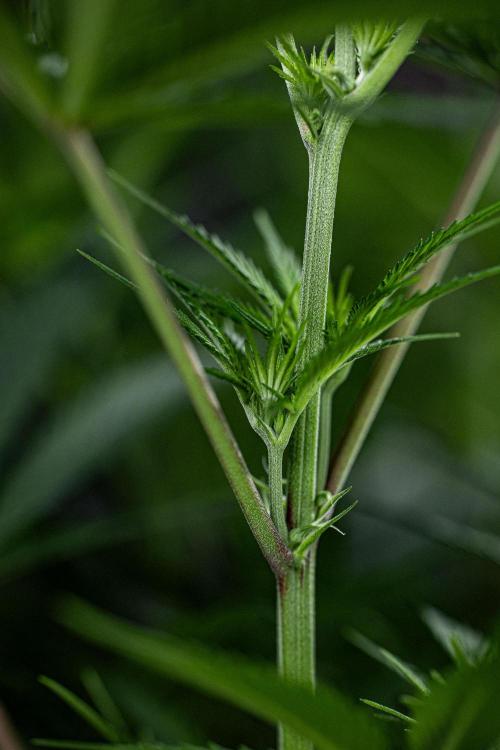 Franco's Fullgas! Green House Seed Co.. Week 9 - Day 62
