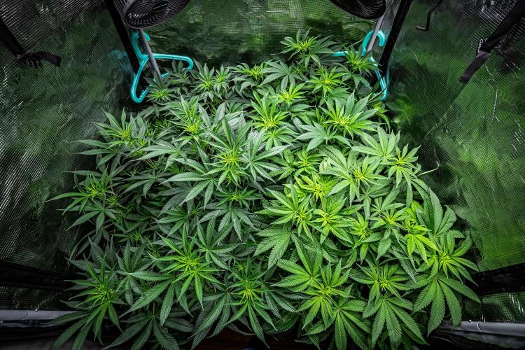 Franco's Fullgas! Green House Seed Co.. Week 9 - Day 62 tent view – she is in the front on the left