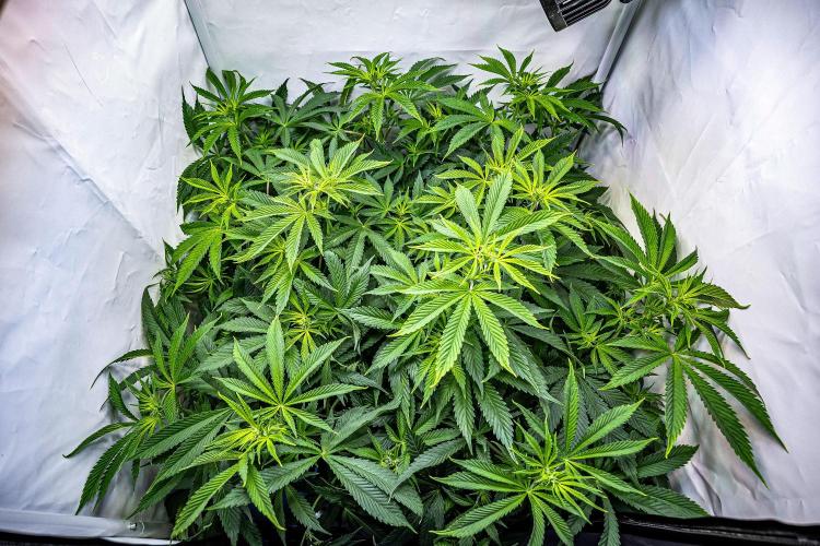 Sticky Broccoli Zamnesia EternityGrowCup. Week 9 - Day 62 #1
