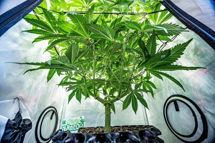 Sticky Broccoli Zamnesia EternityGrowCup. Week 9 - Day 62 #1