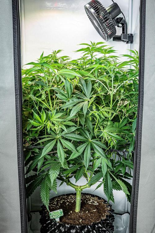 Sticky Broccoli Zamnesia EternityGrowCup. Week 9 - Day 62 #1