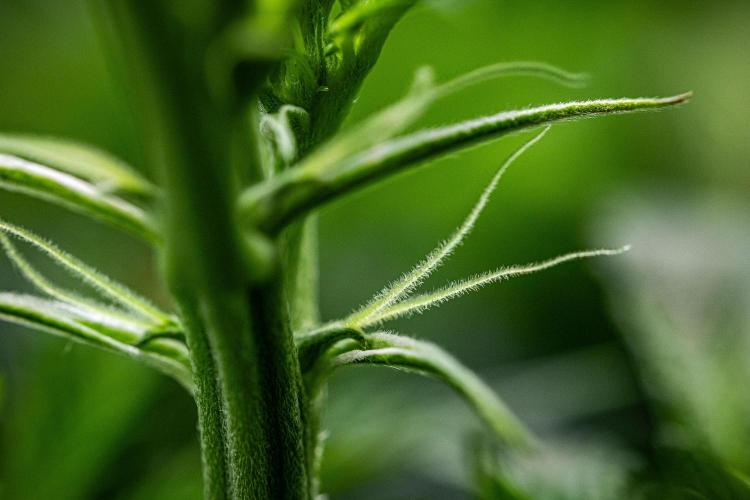 Sticky Broccoli Zamnesia EternityGrowCup. Week 9 - Day 62 #1