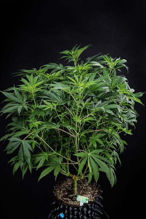 Sticky Broccoli Zamnesia EternityGrowCup. Week 9 - Day 62 #2