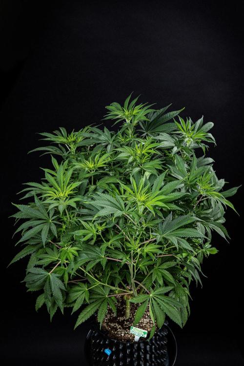 Sticky Broccoli Zamnesia EternityGrowCup. Week 9 - Day 62 #2
