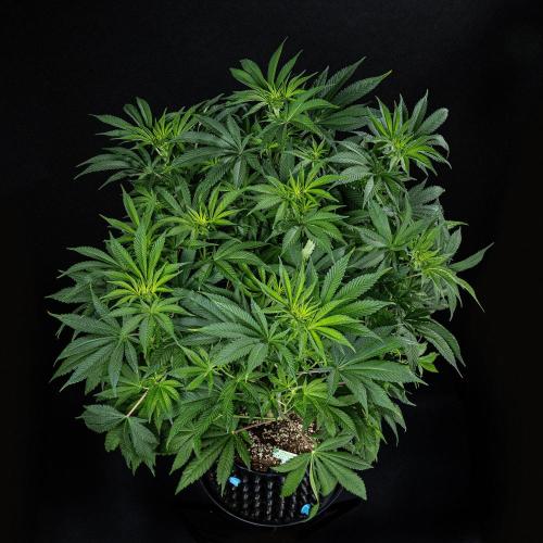 Sticky Broccoli Zamnesia EternityGrowCup. Week 9 - Day 62 #2