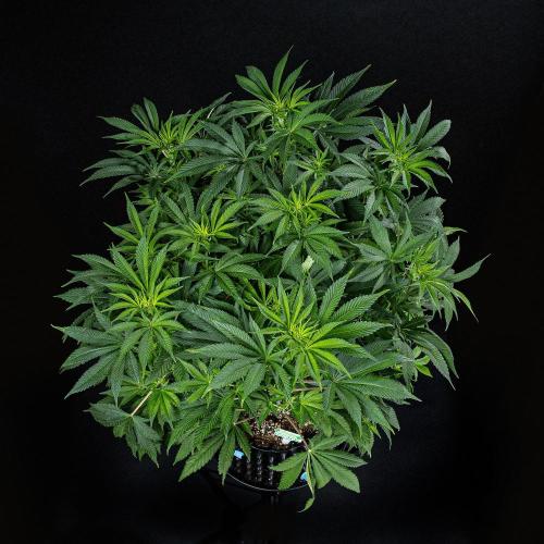 Sticky Broccoli Zamnesia EternityGrowCup. Week 9 - Day 62 #2