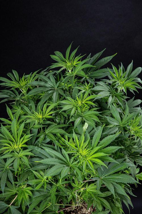 Sticky Broccoli Zamnesia EternityGrowCup. Week 9 - Day 62 #2