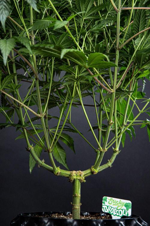 Sticky Broccoli Zamnesia EternityGrowCup. Week 9 - Day 62 #2