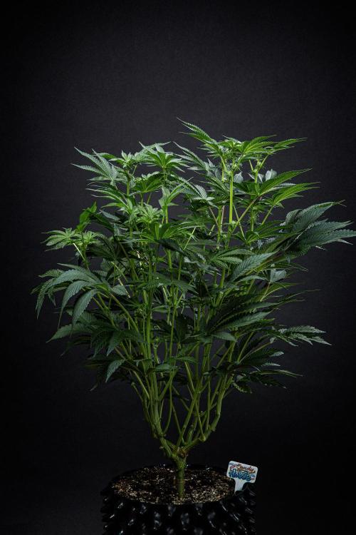 Candy House UKHTA Genetics. Week 10 - Day 69