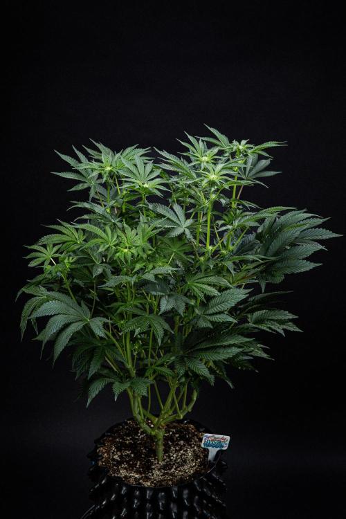 Candy House UKHTA Genetics. Week 10 - Day 69