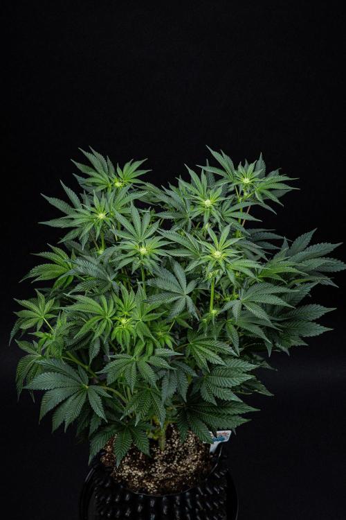 Candy House UKHTA Genetics. Week 10 - Day 69
