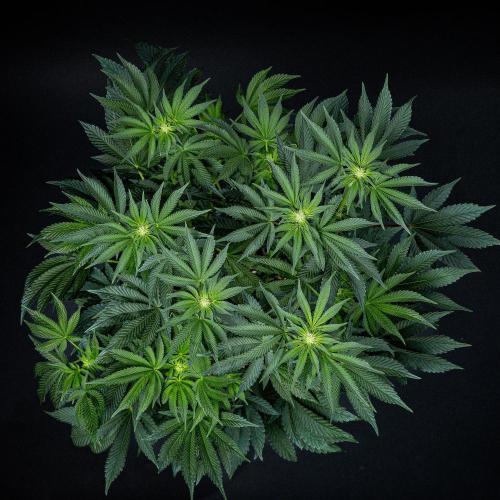 Candy House UKHTA Genetics. Week 10 - Day 69