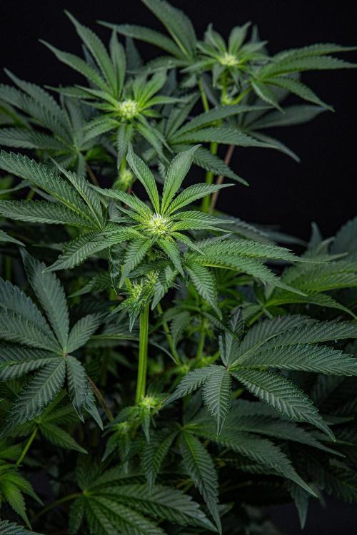 Candy House UKHTA Genetics. Week 10 - Day 69