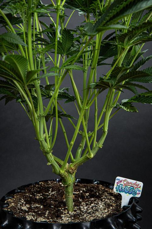 Candy House UKHTA Genetics. Week 10 - Day 69
