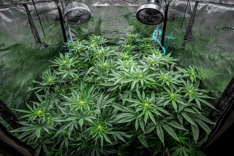 Candy House UKHTA Genetics. Week 10 - Day 69 tent view – she is the one in the back on the left