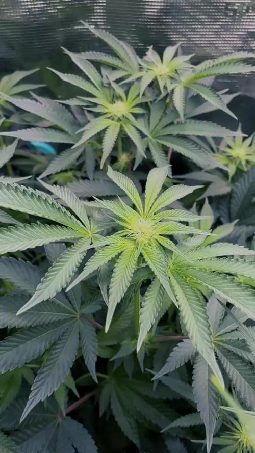 Candy House UKHTA Genetics