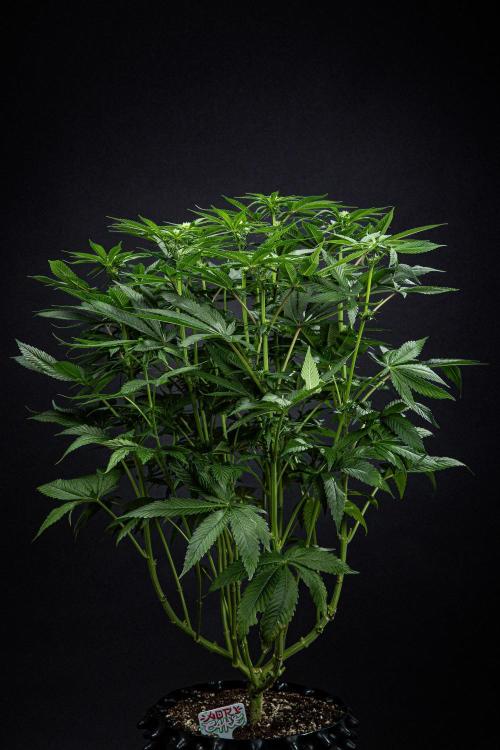 Nori Cake Green House Seed Co.. Week 10 - Day 69