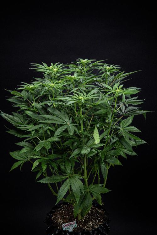 Nori Cake Green House Seed Co.. Week 10 - Day 69