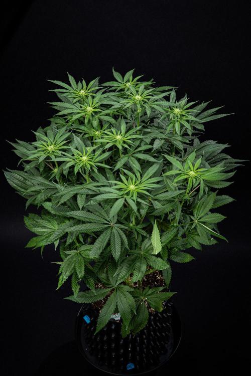 Nori Cake Green House Seed Co.. Week 10 - Day 69
