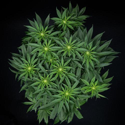 Nori Cake Green House Seed Co.. Week 10 - Day 69