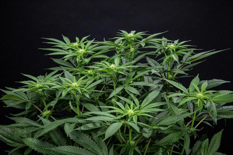 Nori Cake Green House Seed Co.. Week 10 - Day 69