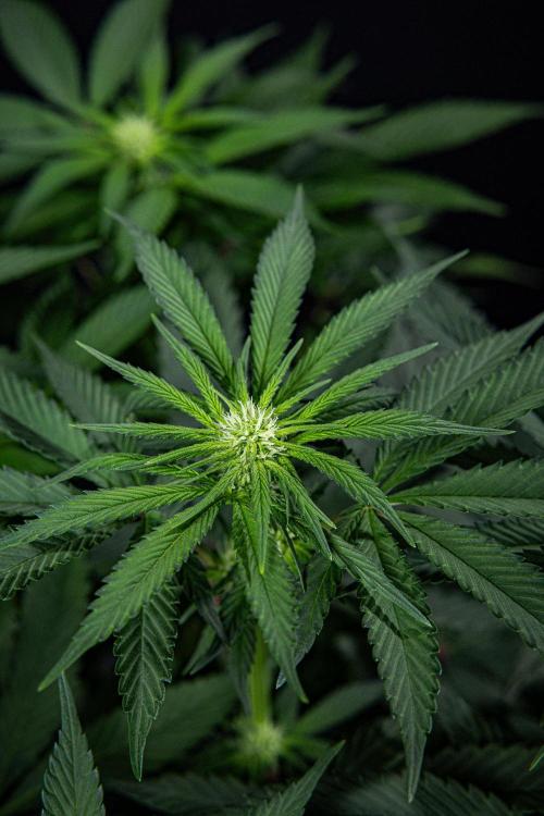 Nori Cake Green House Seed Co.. Week 10 - Day 69