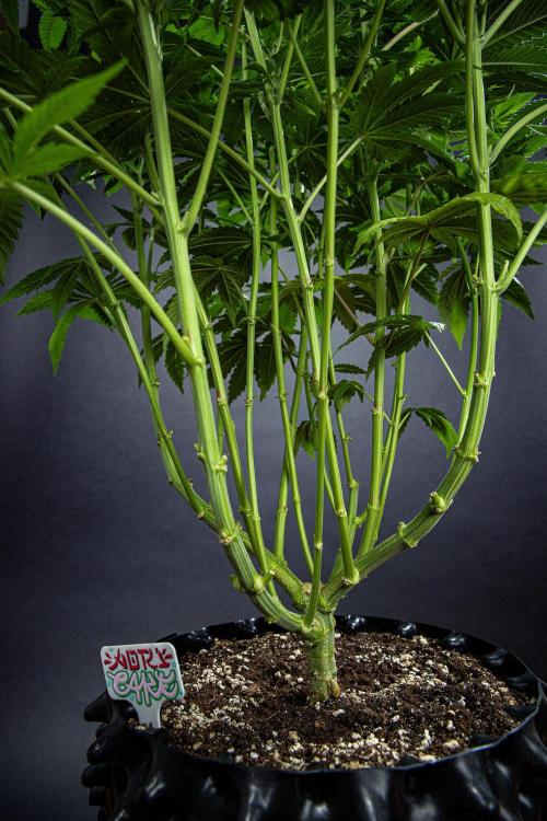 Nori Cake Green House Seed Co.. Week 10 - Day 69