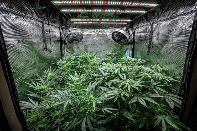 Nori Cake Green House Seed Co.. Week 10 - Day 69 tent view – she is the one in the front on the right