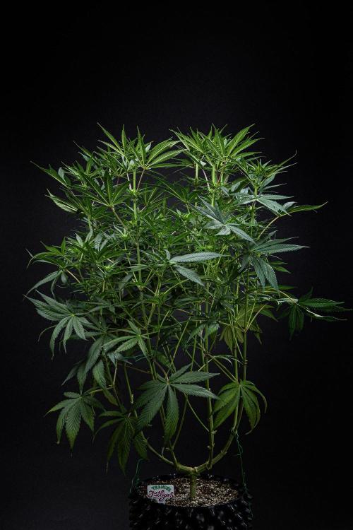 Franco's Fullgas! Green House Seed Co.. Week 10 - Day 69