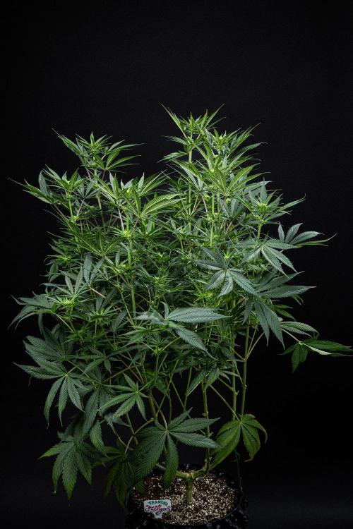 Franco's Fullgas! Green House Seed Co.. Week 10 - Day 69