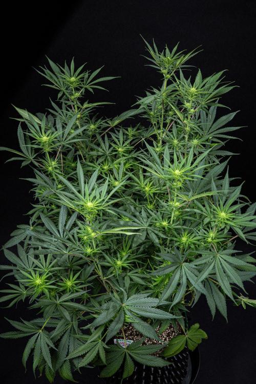 Franco's Fullgas! Green House Seed Co.. Week 10 - Day 69