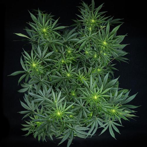 Franco's Fullgas! Green House Seed Co.. Week 10 - Day 69