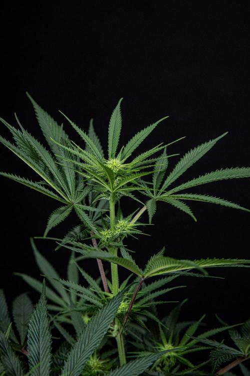 Franco's Fullgas! Green House Seed Co.. Week 10 - Day 69