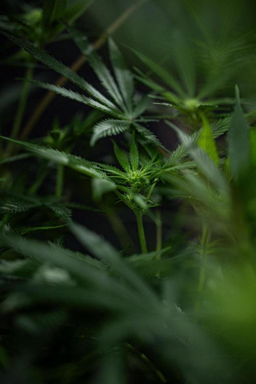 Franco's Fullgas! Green House Seed Co.. Week 10 - Day 69