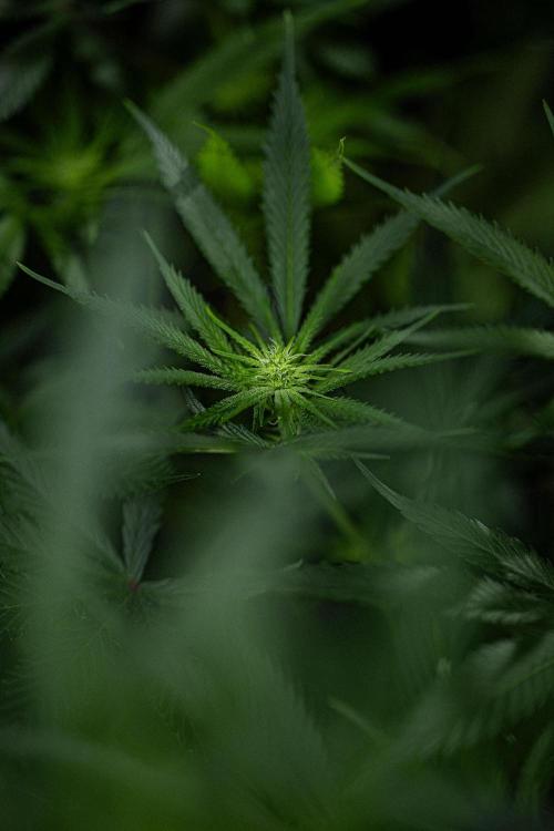 Franco's Fullgas! Green House Seed Co.. Week 10 - Day 69