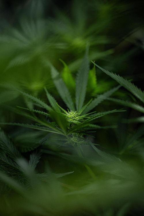 Franco's Fullgas! Green House Seed Co.. Week 10 - Day 69