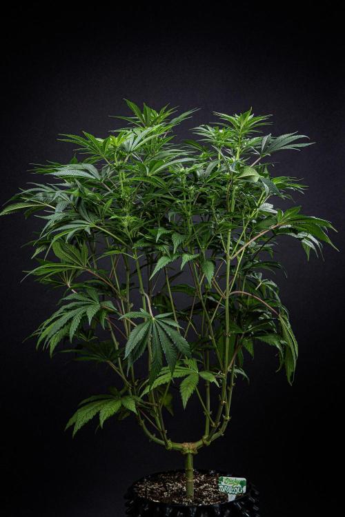Sticky Broccoli Zamnesia EternityGrowCup. Week 10 - Day 69 #2