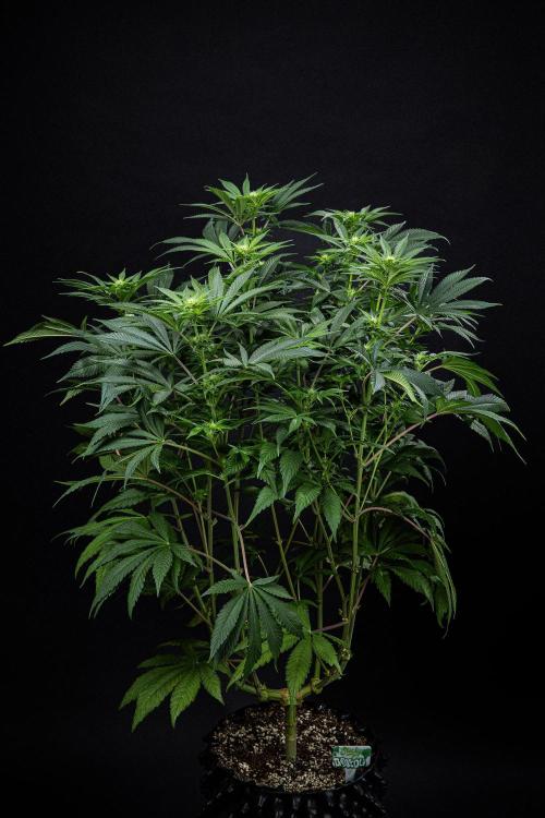 Sticky Broccoli Zamnesia EternityGrowCup. Week 10 - Day 69 #2