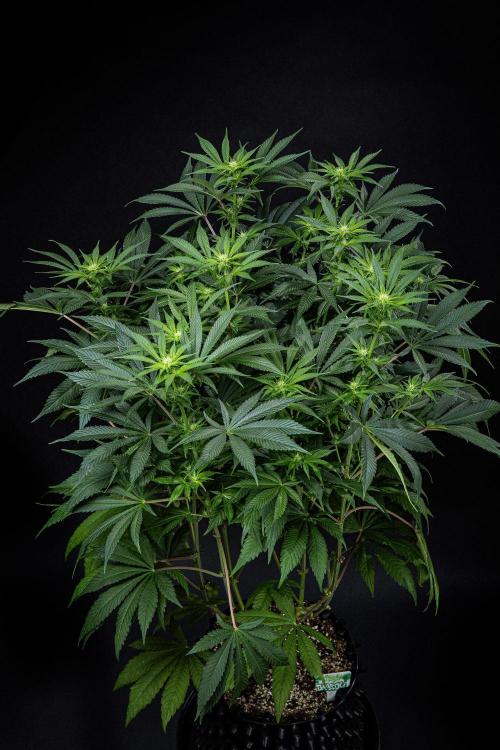 Sticky Broccoli Zamnesia EternityGrowCup. Week 10 - Day 69 #2
