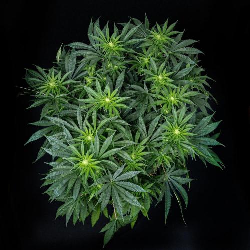 Sticky Broccoli Zamnesia EternityGrowCup. Week 10 - Day 69 #2