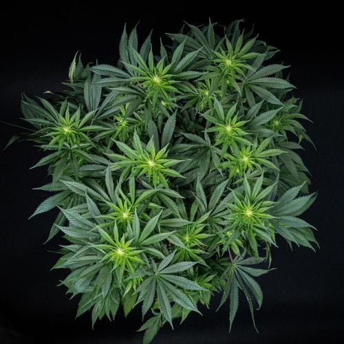 Sticky Broccoli Zamnesia EternityGrowCup. Week 10 - Day 69 #2