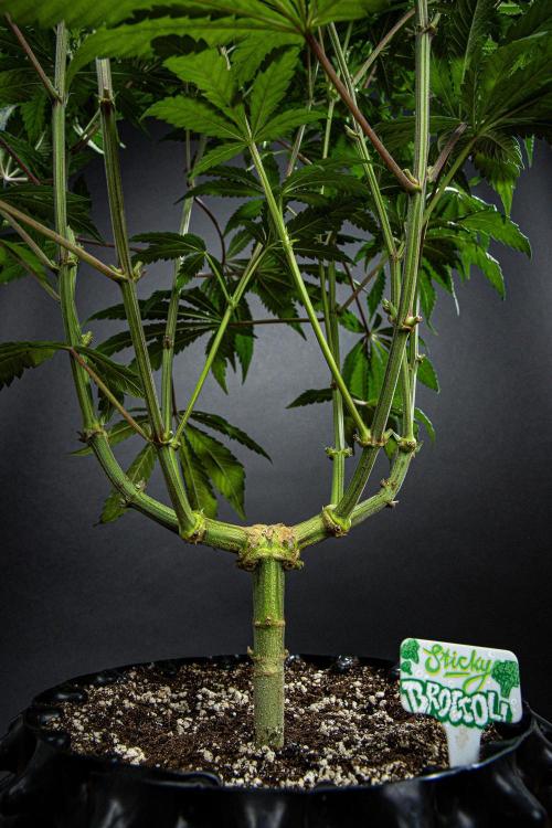 Sticky Broccoli Zamnesia EternityGrowCup. Week 10 - Day 69 #2