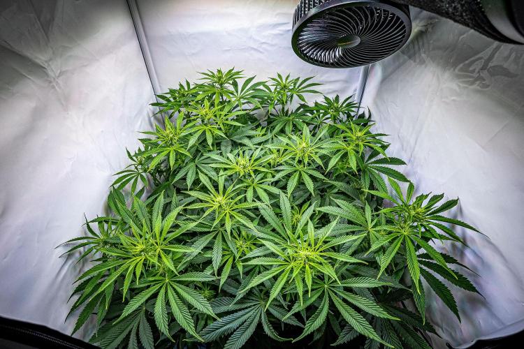Sticky Broccoli Zamnesia EternityGrowCup. Week 10 - Day 69 #1