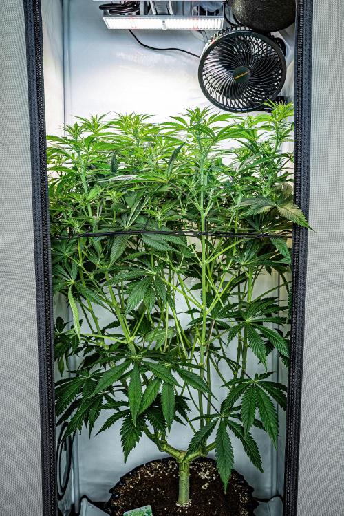 Sticky Broccoli Zamnesia EternityGrowCup. Week 10 - Day 69 #1