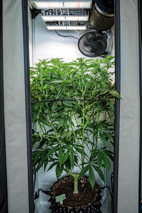 Sticky Broccoli Zamnesia EternityGrowCup. Week 10 - Day 69 #1