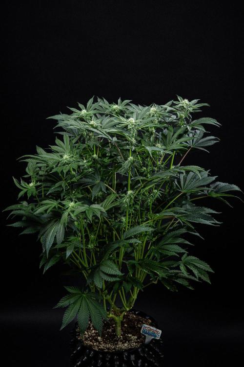 Candy House UKHTA Genetics. Week 11 - Day 76