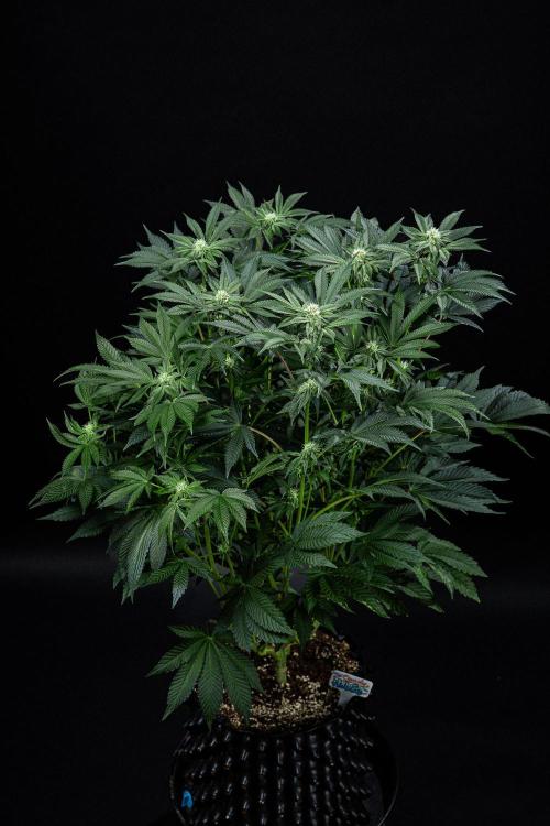 Candy House UKHTA Genetics. Week 11 - Day 76