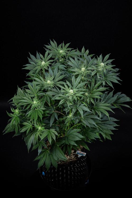 Candy House UKHTA Genetics. Week 11 - Day 76