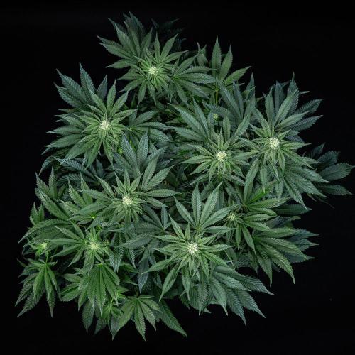 Candy House UKHTA Genetics. Week 11 - Day 76