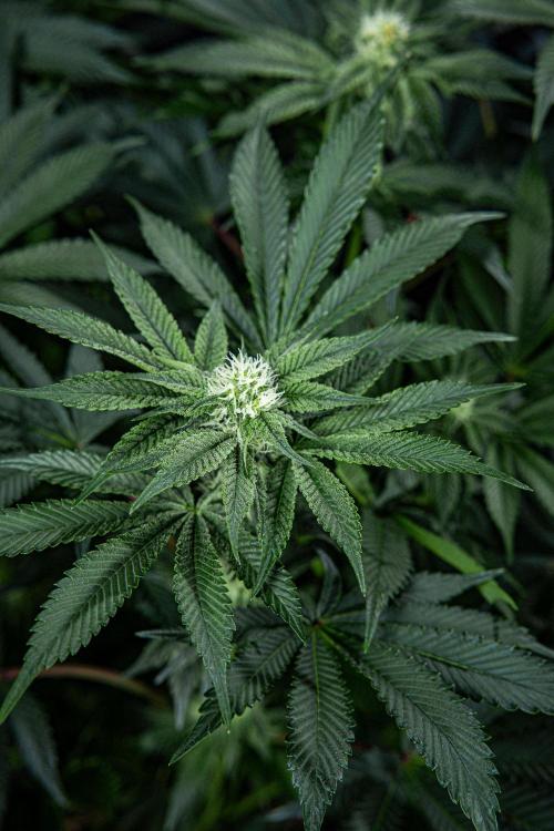 Candy House UKHTA Genetics. Week 11 - Day 76